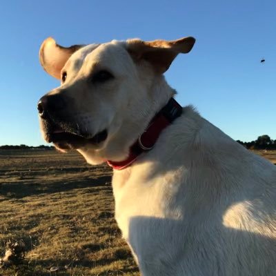 Lovable, cheeky 3yo Lab. Bilateral hip & elbow dysplasia. Having a series of major operations to live a full pain free life sponsored by @labradorwelfare
