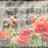 _Amaal_m's profile image
