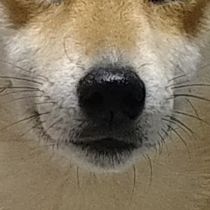 🐕さんのプロフィール画像