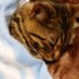 とらねこ (@toraneko_777) Twitter profile photo とらねこ (@toraneko_777) Twitter profile photo