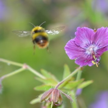 Organic gardener. 'Every day decisions we make as individuals, affect our planet' 💚 🐝