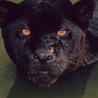 SteelJustise's profile picture. Retail investor with a pretentious handle who believes in asset diversification. I post my portfolio performance regularly with the goal of beating the S&P 500.