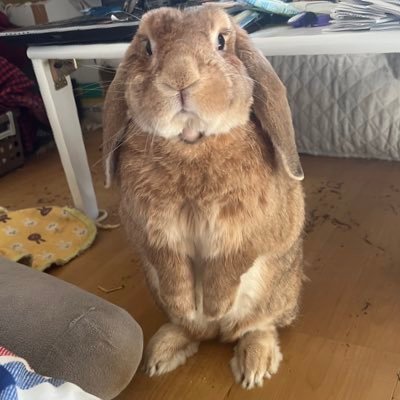 うさぎに飼われてるおっさん 地元は蓬田村