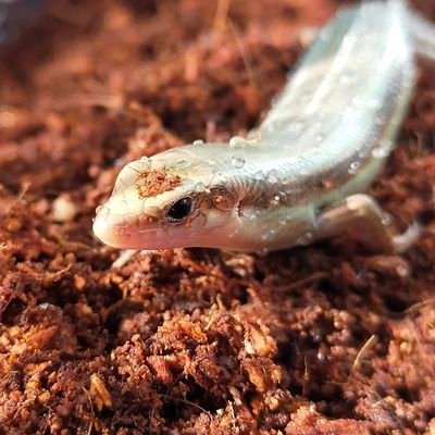 fishtky0's profile picture. 爬虫類/両生類/日本淡水魚/釣り 無言フォロー失礼します(^^)
たまにツイートします