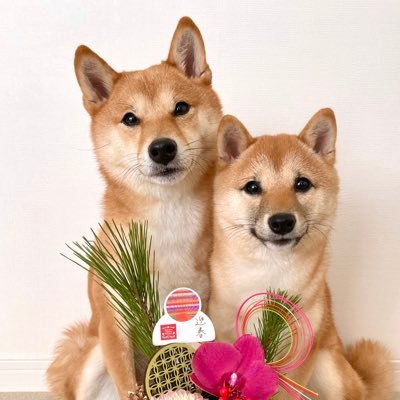 豆柴はなちゃん&まるちゃん (@hanachan_1111) / X 豆柴はなちゃん&まるちゃん (@hanachan_1111) / X