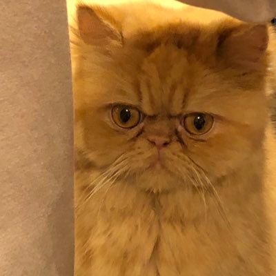 くれはさんのプロフィール画像