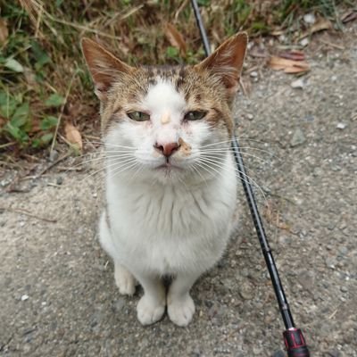 中野有香と白菊ほたるとナターリアとバス釣りとXBOXが好きです。
基本的に雑垢。休日に釣りにいったり、お出かけしたり、テンションが上がると呟きます。
※フォローバックはアイマスプロデューサーのみ行います。
あ、FFってファイナルファイトの事っすw