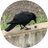 karasu_yasei