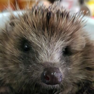 We are a small self-funded #hedgehog rescue ctre, reg #charity based in #Suffolk Sharing pics of our rehab hedgehogs & progress & sharing your news on #wildlife