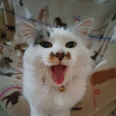 non525chiroru's profile picture. ネコ😺生け花🌷洋楽大好き💃
チロル背中に肉球🐾模様の女の子よろしくニャン😸