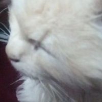 Ali Adli (@aliadli12135099) 's Twitter Profile