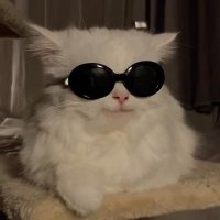 no context ivana's life🐈 (@cassi0peia__) 's Twitter Profile