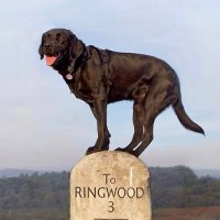 Sarah Morris (@blackdogdna) 's Twitter Profile Photo