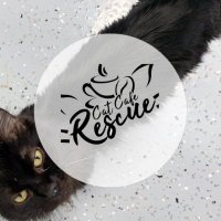 Cat Cafe Rescue(@CatCafeRescue1) 's Twitter Profile Photo