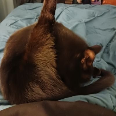 Lucky Black Cat Soap Profile