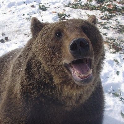 (archive) knight bear (6.2)さんのプロフィール画像