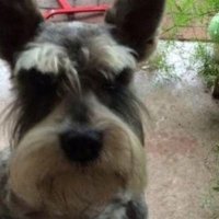Ahmet Temur (@awm1982) 's Twitter Profile