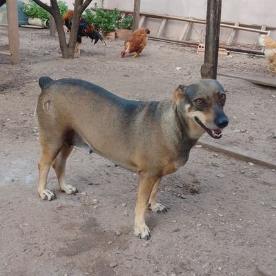dressaspindola's profile picture. Resiliência