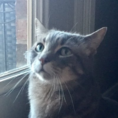 mycatisben's profile picture. Girl :)) 🏳️‍⚧️