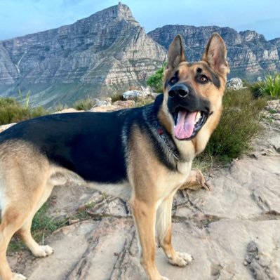 A chronicle of the life and adventures of an African house wolf*. “I really love the ocean, the mountains and other dogs.” *Mostly a good boy.