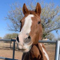 Starr D Ranch (@starrdranchtx) 's Twitter Profile