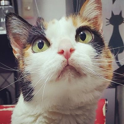 Comunicadora
Propietaria de @1943agencia 📢
VP @comsocjesusmar1 🙋♀️
Creadora de @jpropone 💪🏻
Podcaster en @NonSequ29306346
#AnimalLover 🐾