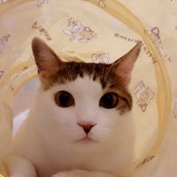 Naomin573 (@avantgarde573) 's Twitter Profile