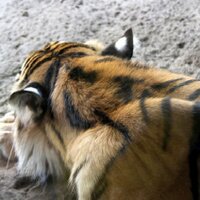 lazward (@lazward_b) 's Twitter Profile