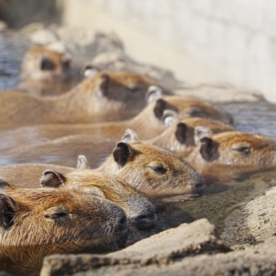 r2005k's profile picture. 軽量級から重量級まで雑食のボードゲーマー。家族にウケる作品は積極的に買っていきたい。あとプラモも練習中です。