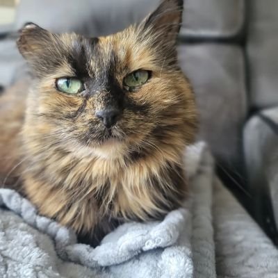 This account belongs to Megan. She was our almost 22 year old super senior. She spent 20 of those years with us. We will miss you, Megan. #superseniorcatsclub