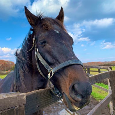 推しの子✨ウマ娘🐎鬼滅の刃👺競走馬牧場巡り🐎猫4匹飼ってる🐈基本はアニメとゲームと漫画📚ワイワイするの好き！