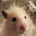 😇Obe,Q, Anakin, Chewy🐹 Luke 🐹 (@kenobe_w) Twitter profile photo 😇Obe,Q, Anakin, Chewy🐹 Luke 🐹 (@kenobe_w) Twitter profile photo