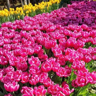 bPRNeYonI9CU7o6's profile picture. ぶたた、すみっコねこ推し、しろまる、ゆるりとお付き合いしてくれる方、仲良くして下さい！！よろしくお願いします