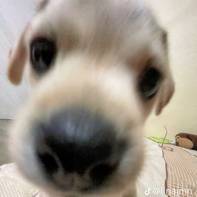 therealpppppppp's profile picture. 