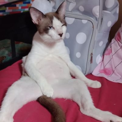 coreanoimigrant's profile picture. SRN