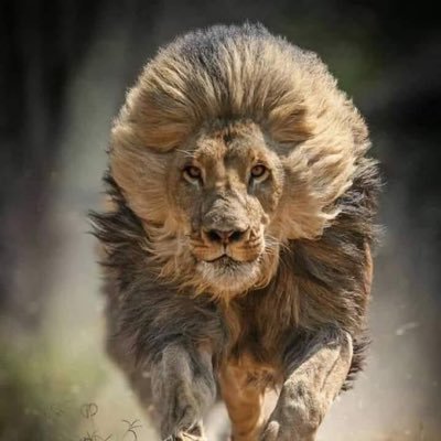 clyder55's profile picture. Believer/watchman, husband, father, grandfather, patriot, hope filled in Gods plan. 🙏