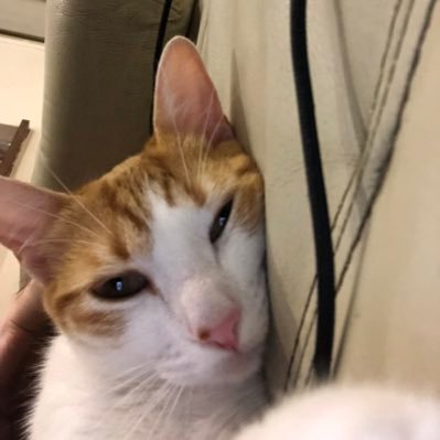 mormondruguser's profile picture. Sun-Myung Moon stan 💜