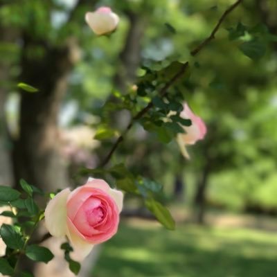 欧米のフォロワーさんが多い推し垢は日本語呟くとフォロー外され傷つくので笑、母語雑多系はこちらに| 2015年リウマチ診断→寛解| 2019年離婚 | 登山してました | 国際情勢 | 平日ランチ | 温泉 | 気象 | 音楽鑑賞 | ドラマ鑑賞 | 健康管理・通院・ダイエット記録 | パート | 副業