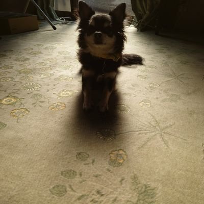 yomotu15_00's profile picture. FF14(Hades鯖)休止中／ポケモン／ポケカ／やってます。横浜DeNAベイスターズのファンです(にわか)。