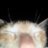 edisaurus's profile image