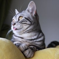 くおんとしもべの奮闘日記 (@nyamaehamada) 's Twitter Profile