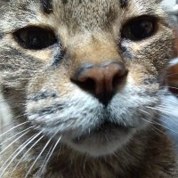 アマエビ (@shrishri_shrimp) Twitter profile photo