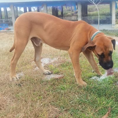 BuddyBoerboel Profile Picture