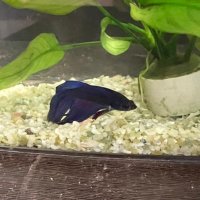 ふぅ (@owuhr6) 's Twitter Profile