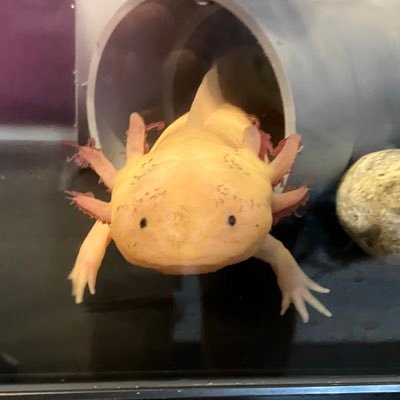 j_kasumin's profile picture. 就労継続支援B 型事業所FreeZia の理事をしています。eスポーツ TEAM鵺•ベイブレードx TEAM鵺の広報として頑張っていきます！