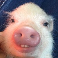 peppy (@jackingrm) 's Twitter Profile