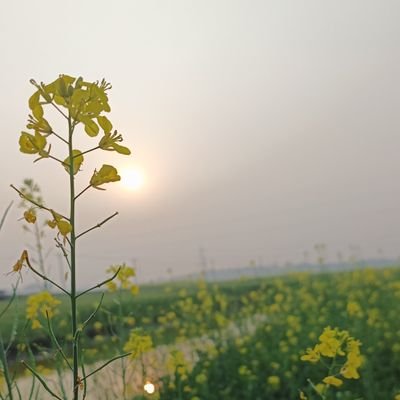 kushok731's profile picture. 