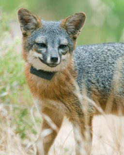 Follow current information on endangered island foxes across So. California's Channel Islands with Friend of the Island Fox