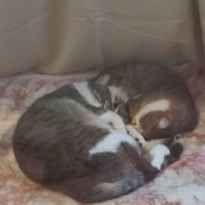 Iug3dUYzC6CyZfx's profile picture. 我が家のベランダに野良猫が来て、3年半保護猫として飼い始めました。最初は子猫だと思っていたフーコが子猫を3匹産んで賑やかでしたが毎年1月に1匹いなくなり今は親子2匹になりました。寂しいですね。子猫の名前はナツです。