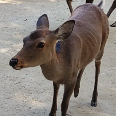 Todo_tasklist's profile picture. ゲーム配信やってます
Youtube:https://t.co/StCQRe0ZQw
Twitch:https://t.co/p7UPAjq2Hp